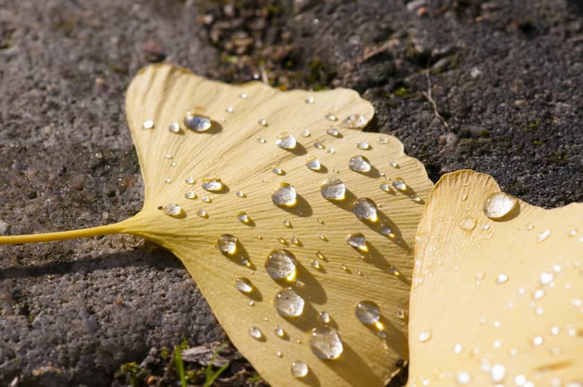 Ginko